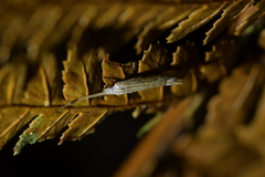 Sagephora phortegella