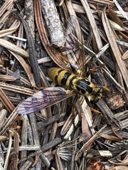 Callinicus pollenius