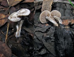 Asterophora mirabilis