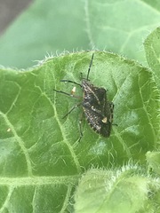 Agonoscelis puberula