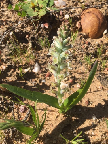 Lachenalia inconspicua