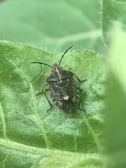 Agonoscelis puberula