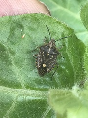 Agonoscelis puberula