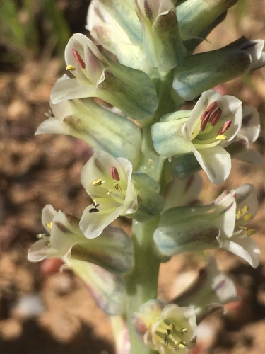 Lachenalia inconspicua