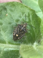 Agonoscelis puberula