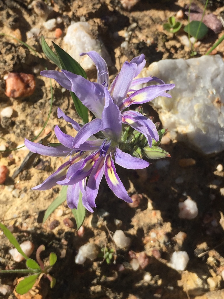 Babiana salteri, West Coast, ZA-WC, ZA