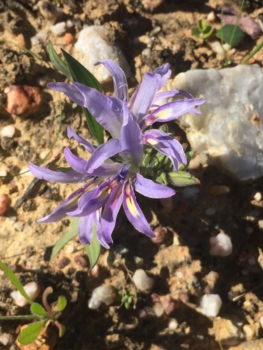 Babiana salteri