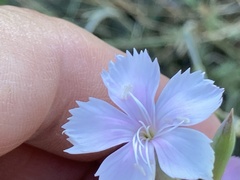 Dianthus japigicus