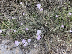Dianthus japigicus