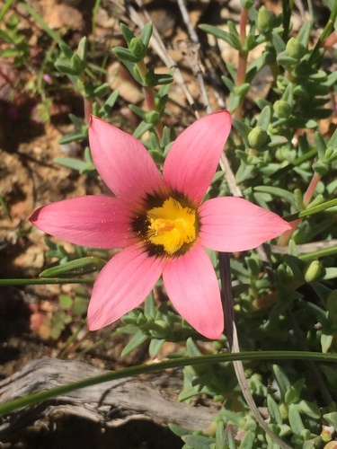 Romulea biflora