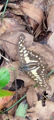 Graphium doson postianus