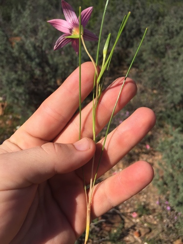 Romulea biflora