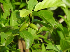 Decalepis hamiltonii