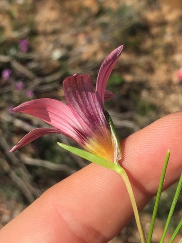 Romulea biflora