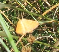 Idaea serpentata