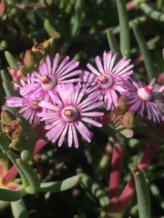 Ruschia copiosa