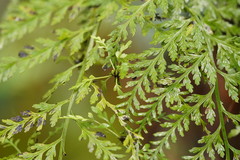 Asplenium gracillimum