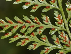 Asplenium gracillimum
