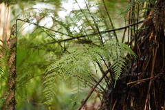 Asplenium gracillimum