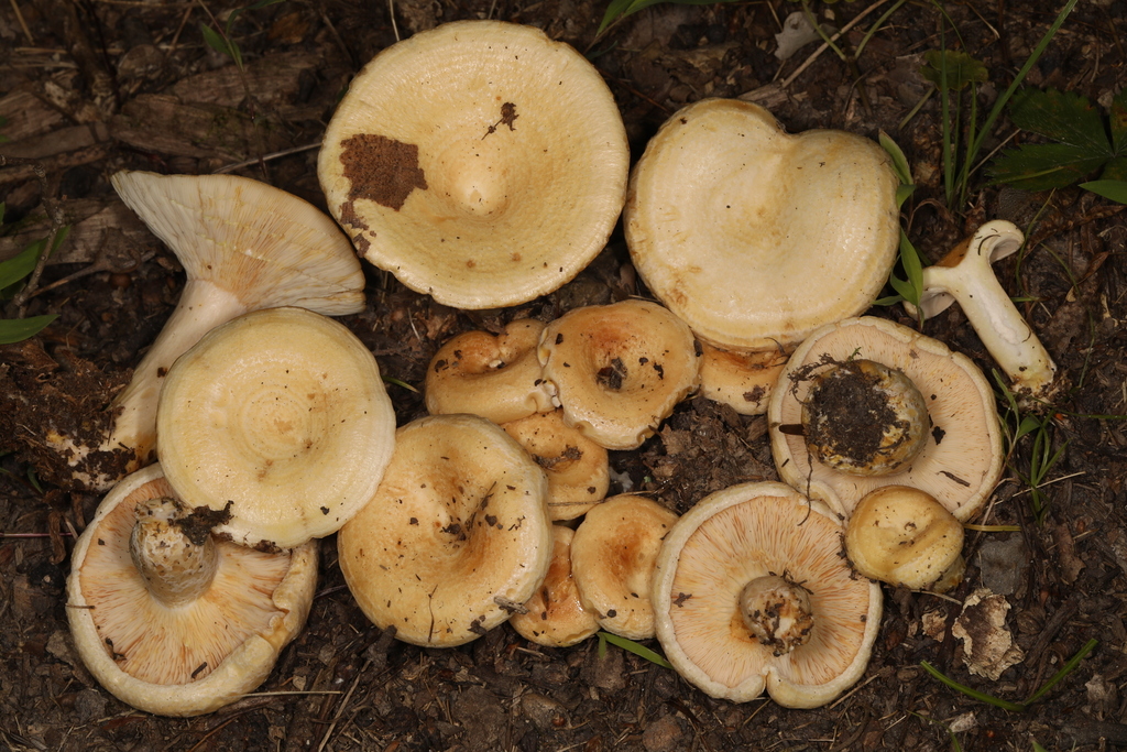 Lactarius maculatipes from West Virginia, USA on July 23
