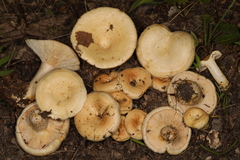 Lactarius maculatipes