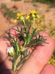 Euryops multifidus