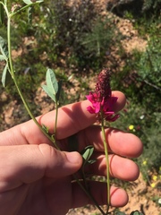 Indigofera intermedia