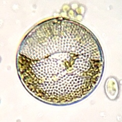 Coscinodiscophycidae