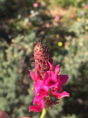 Indigofera intermedia