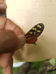 Mechanitis polymnia isthmia