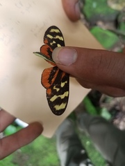 Mechanitis polymnia isthmia