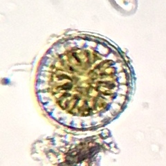 Coscinodiscophycidae