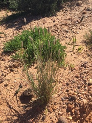 Fingerhuthia africana