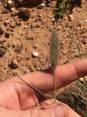 Fingerhuthia africana