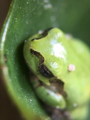 Hyla japonica