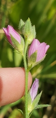 Sidalcea malviflora dolosa