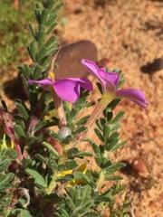 Oxalis hirta polioeides