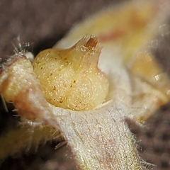 Sidalcea malviflora dolosa