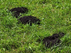 European Mole photo 5