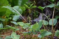 Drosera rotundifolia