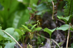 Drosera rotundifolia