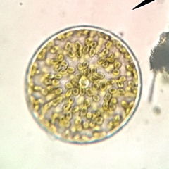Coscinodiscophycidae