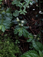 Elatostema obtusum trilobulatum