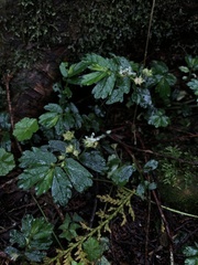 Elatostema obtusum trilobulatum