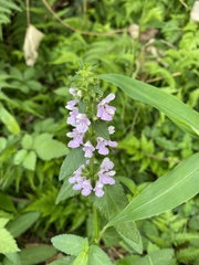 Stachys aspera hispidula