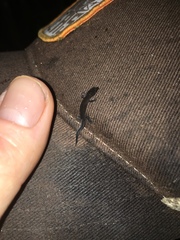 Lepidoblepharis