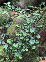Elatostema obtusum trilobulatum
