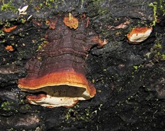 Australoporus tasmanicus