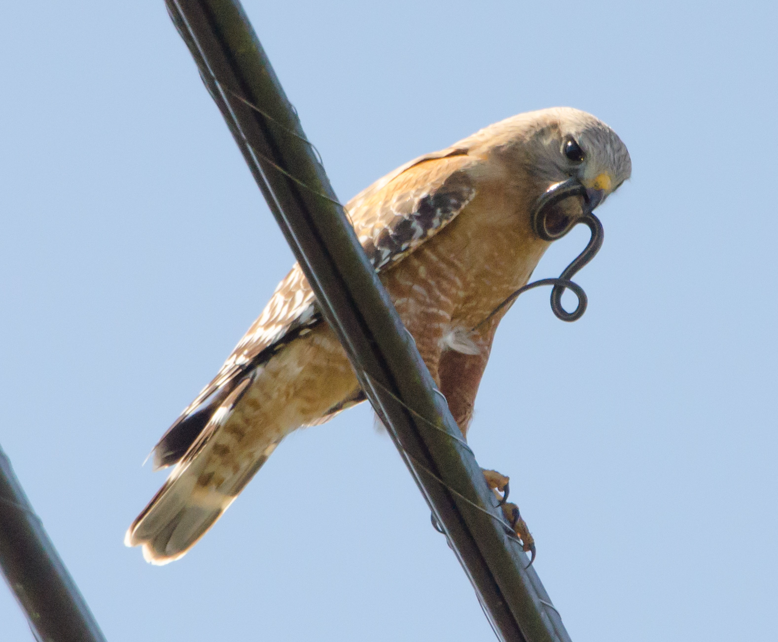 Red-shouldered Hawk (Buteo lineatus)