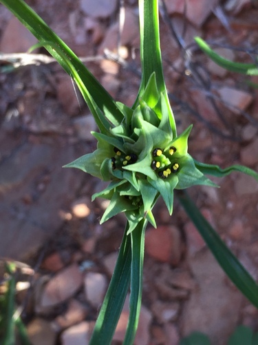 Men-in-a-Balloon (Colchicum dregei)